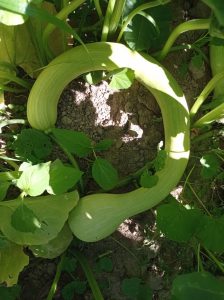 Courge longue de Nice